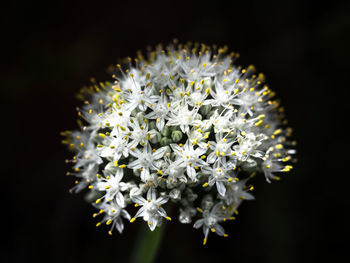 Close-up of white flowering plant against black background