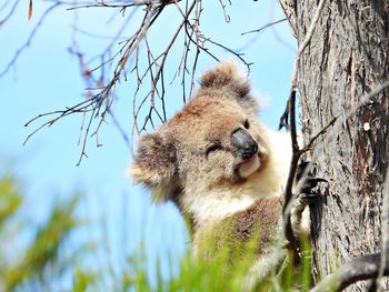 Koala on tree trunk