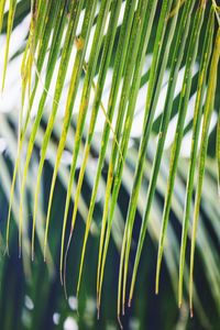 Close-up of palm leaves