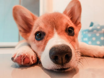 Close-up portrait of dog at home