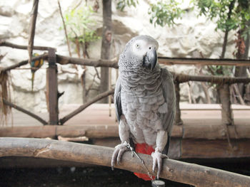 Close-up of parrot perching on railing