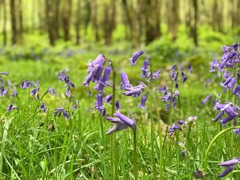 Close-up of purple flowering plants on land