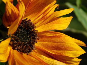 Close-up of yellow flowering plant