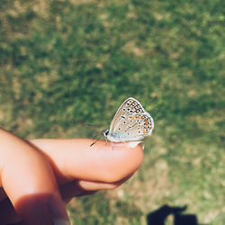 Close-up of butterfly on hand