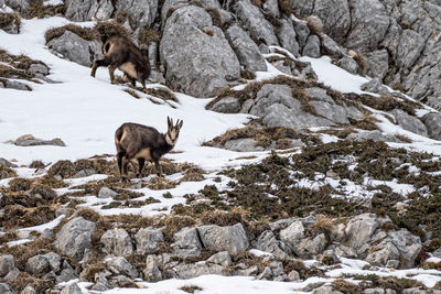 Deer on snow