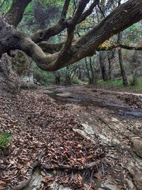 Trees growing outdoors