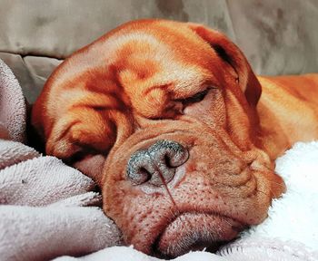 Close-up of dog sleeping on bed