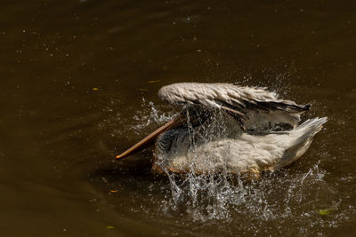 Side view of a bird flying in water