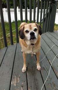 Portrait of dog standing on boardwalk