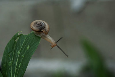 Close-up of snail on plant