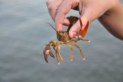 Cropped hand holding crab over sea