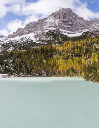 Pine trees on snowcapped mountains against sky