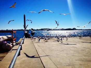 Seagull flying over sea