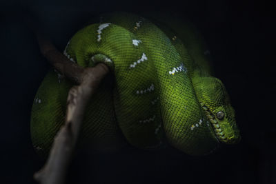 Close-up of lizard on leaf at night