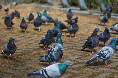 Birds perching