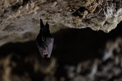 Bat hanging 