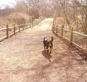 Dog standing on tree trunk