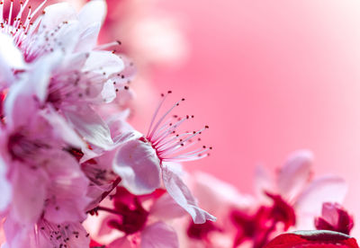 Close-up of pink cherry blossom