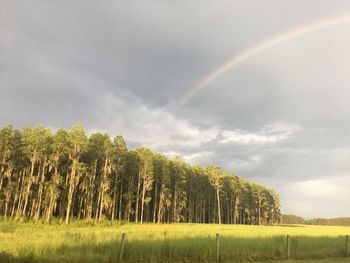 Trees on field against rainbow in sky