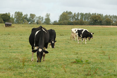 Cows standing in a field