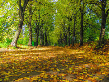 Trees in forest during autumn