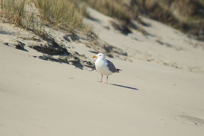 Seagull perching on a beach