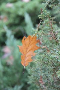 Close-up of orange maple leaf on land