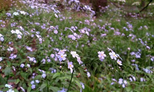 Close-up of white flowers blooming outdoors