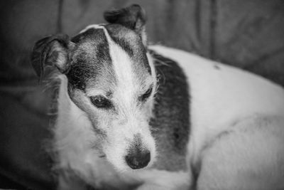 Close-up of dog looking away