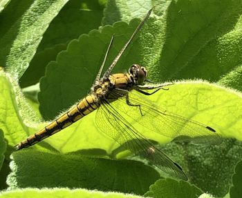 Close-up of dragonfly on leaf