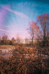 Bare trees on landscape against sky