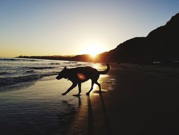 Silhouette horse on beach against clear sky during sunset