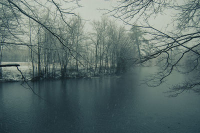 Bare trees by lake