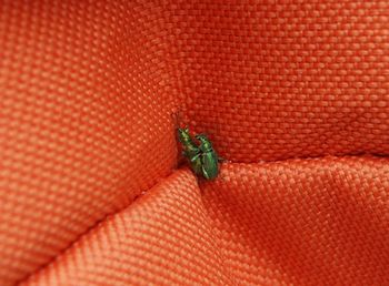 Close-up of green insects mating on orange fabric