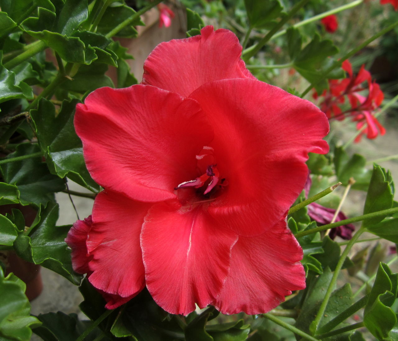 flower, flowering plant, plant, freshness, beauty in nature, petal, inflorescence, flower head, fragility, red, hibiscus, close-up, growth, nature, plant part, leaf, pollen, no people, stamen, blossom, malvales, botany, outdoors, springtime, china rose, vibrant color, green
