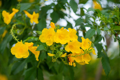 Close-up of yellow flowering plant