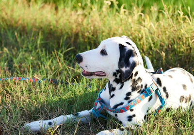 A beautiful dalmatian puppy with a nice facial expression.