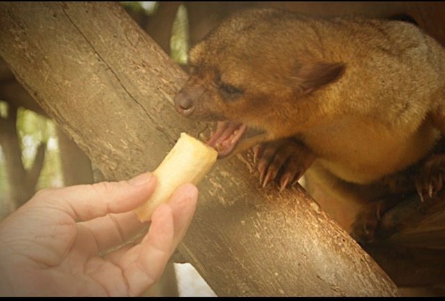 person, holding, animal themes, one animal, part of, cropped, human finger, unrecognizable person, indoors, mammal, pets, lifestyles, close-up, domestic animals, wildlife, leisure activity, men