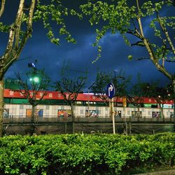 Trees growing in park