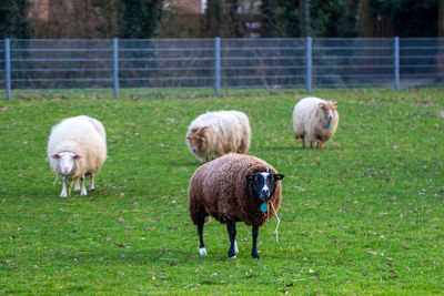 Sheep in a field