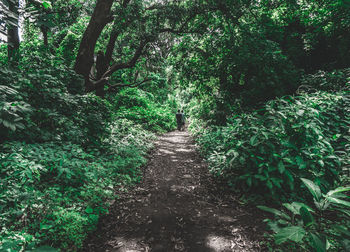 Footpath amidst trees in forest