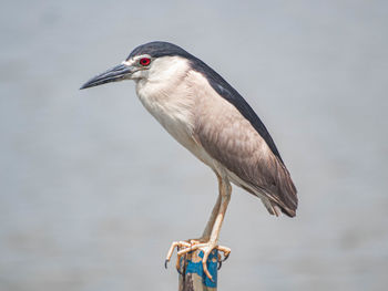 Close-up of gray heron perching