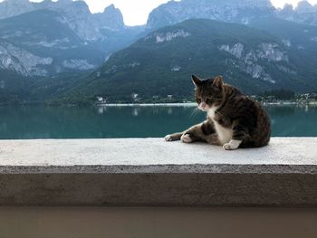 Cat sitting on a lake