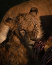 Close-up of lioness gnawing ribs of carcase