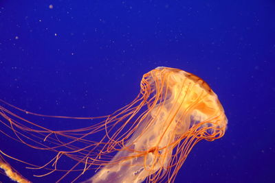 Close-up of jellyfish against blue background