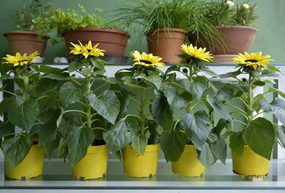 Close-up of yellow flowers in potted plant