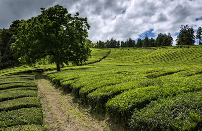 Scenic view of agricultural field against sky