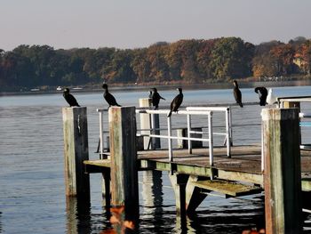 Birds perching on wooden pier in lake