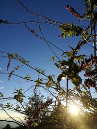 Low angle view of flowering plants against clear blue sky