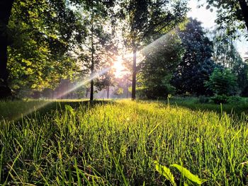 Scenic view of field against trees